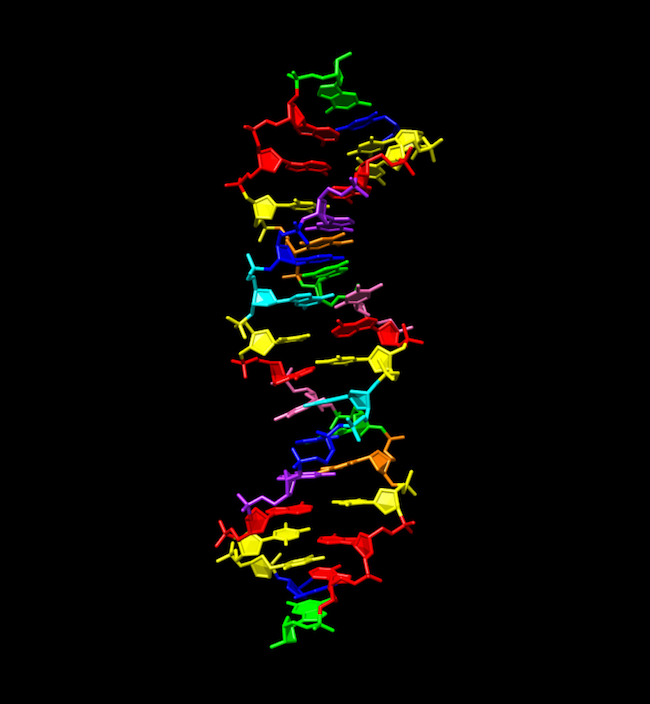 Struktur molekul DNA Sintetik yang diberi nama DNA hachimoji. DNA ini menggunakan 4 bahan informasi dari DNA yang kita kenal (hijau, merah, biru, kuning) dan 4 tambahan lainnya yakni biru muda, merah muda, ungu, oranye. Kredit:  Indiana University School of Medicine