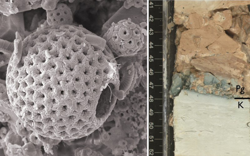 •Fosil Nanoplankton di samping sedimen laut dalam yang dibor dari Atlantik Utara. Kredit: Profesor Paul Bown